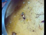 Hamam Böceği diseksiyonu (Bölüm-2)
