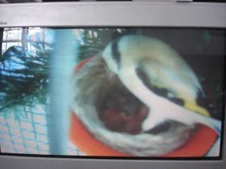 femelle eumo avec 5 satiné au nid