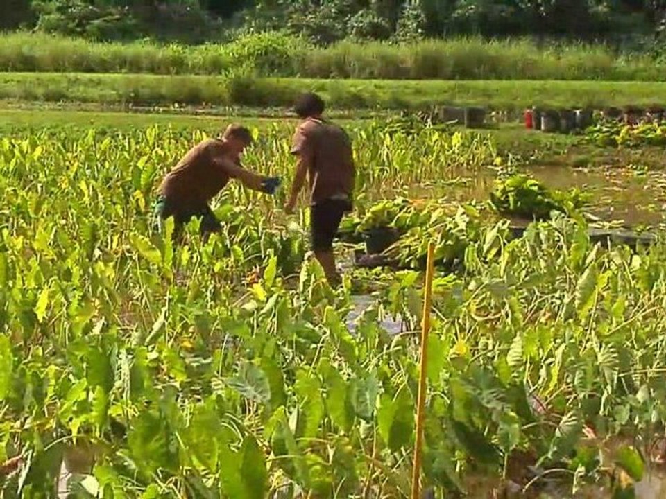 Hawaiian Grown TV - Hanalei Poi - Promo