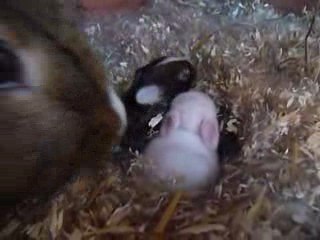 lapins dans nids 6 jours
