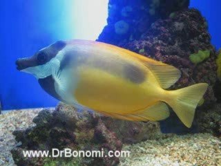 Video 38 EL SECRETO en youtube, pelicula, video, dvd, tv