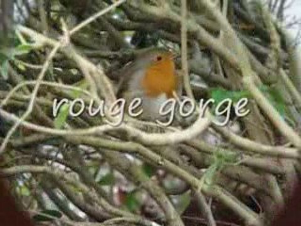 les oiseaux de la nature