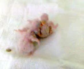 bébés princesse de galles