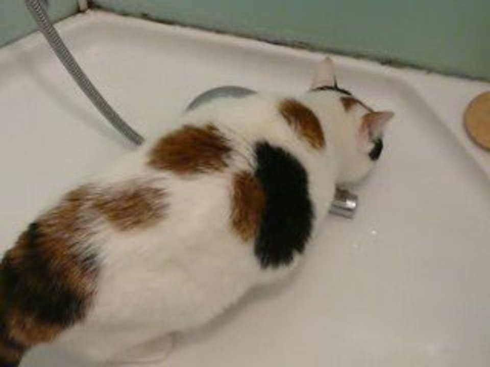 Kittie qui boit ds la douche