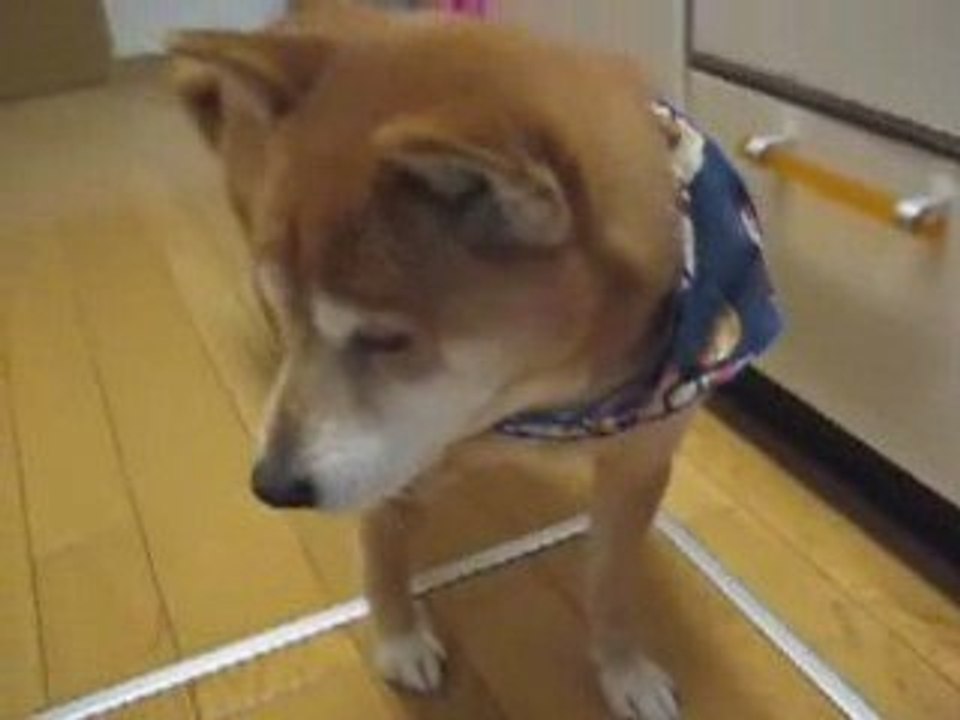 Ryu has a pollen allergy