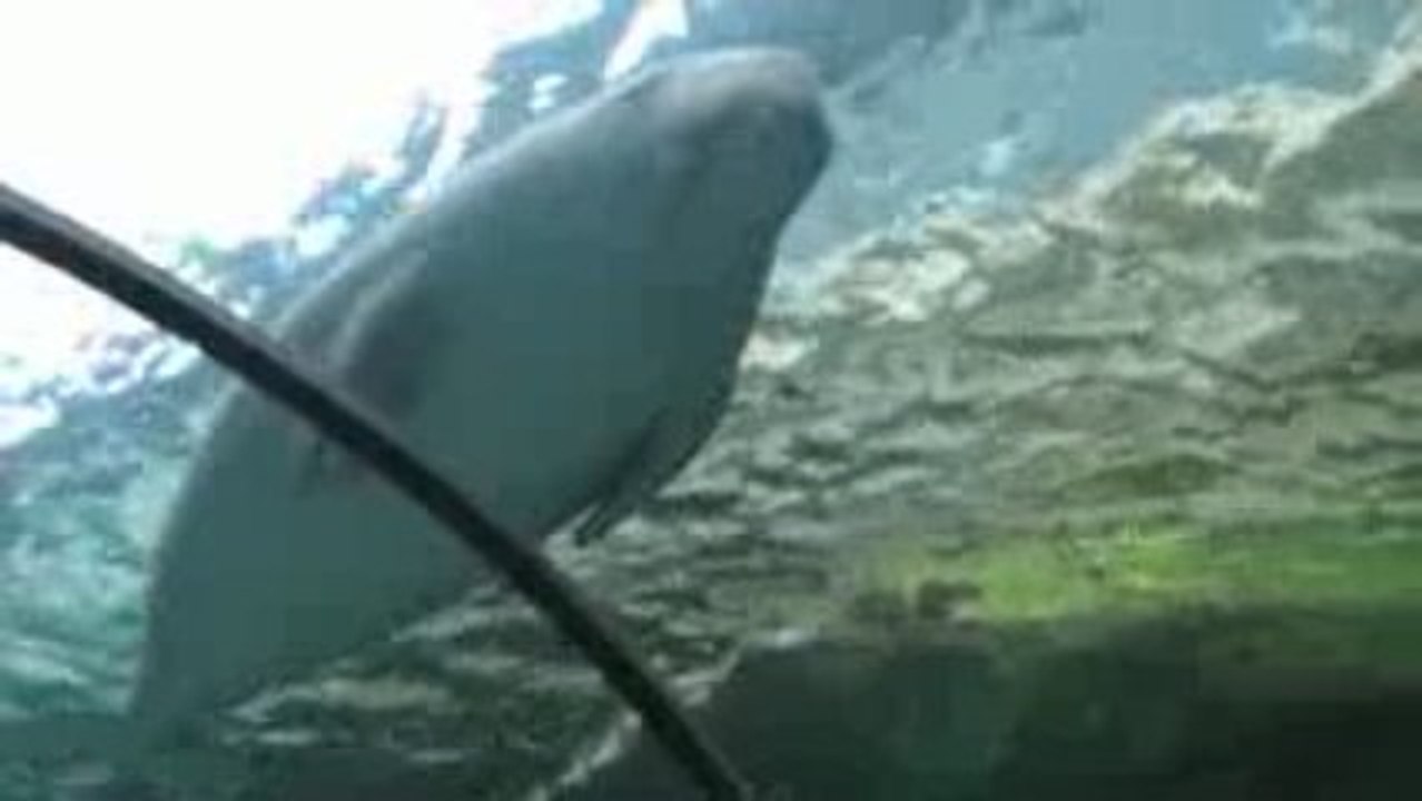 Aquarium de Sydney 1
