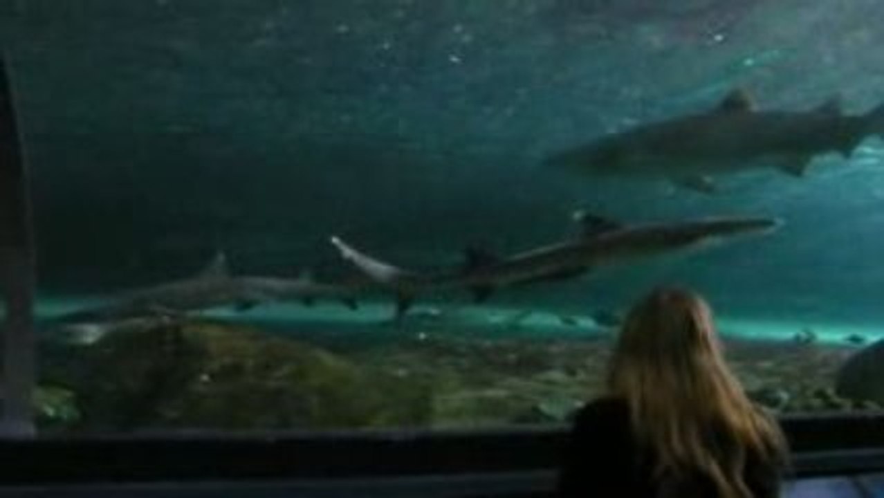 Aquarium de Sydney 4