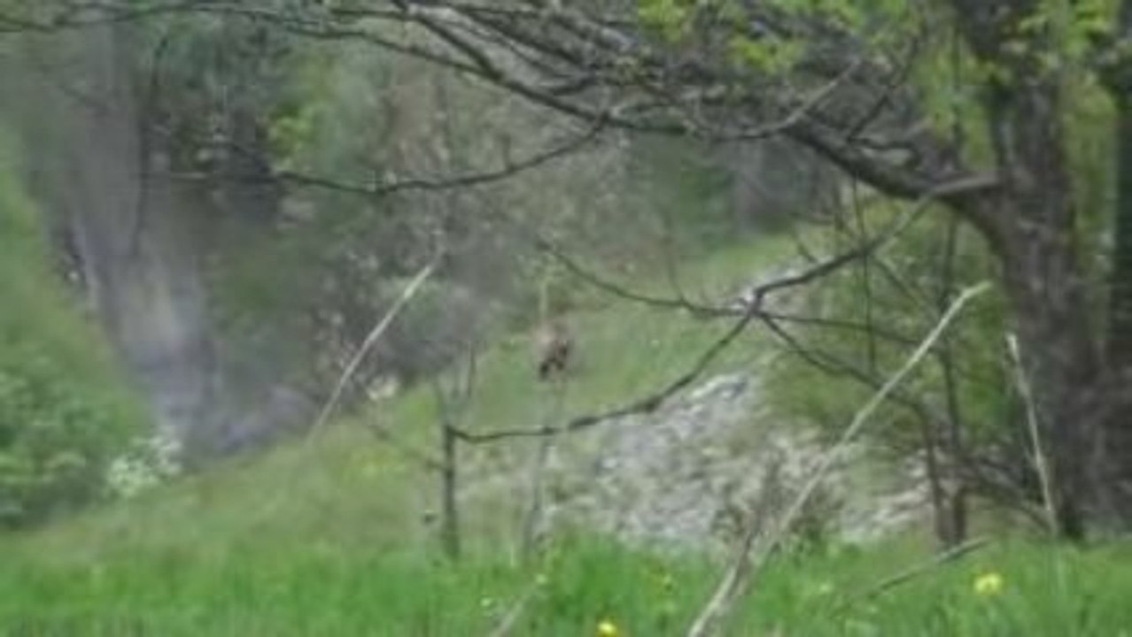 Chamois, Chevreaux