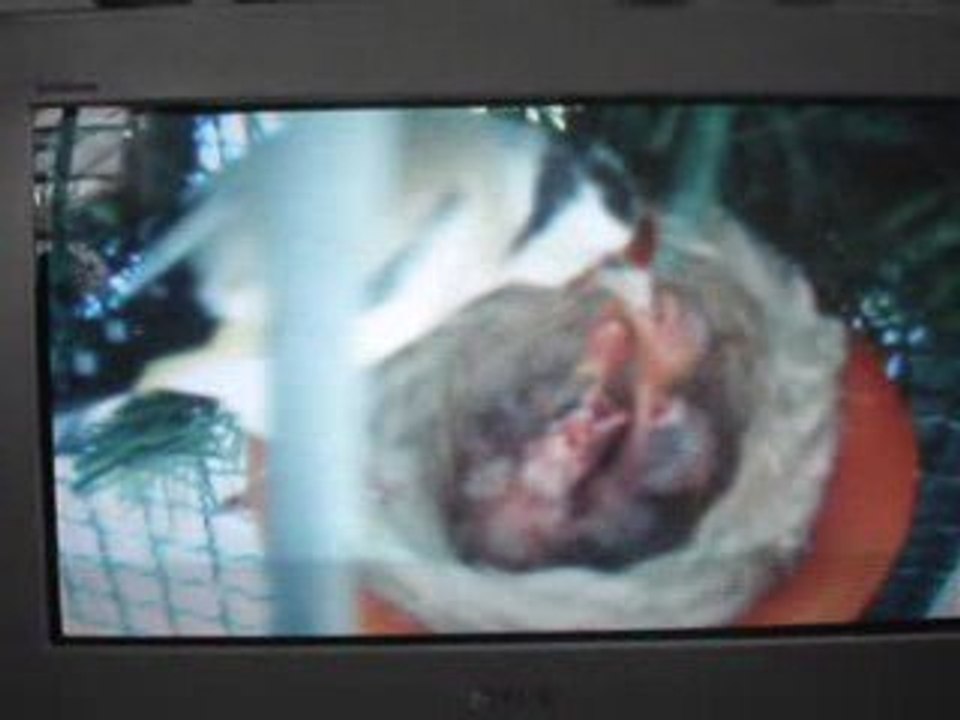 chardonneret eumo avec 5 jeunes  satiné 2009