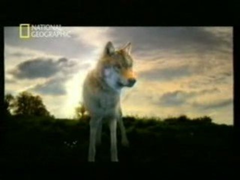 De lobo a perro: Genetica y cria selectiva