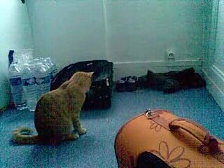 Simba et les roulettes de ma valise