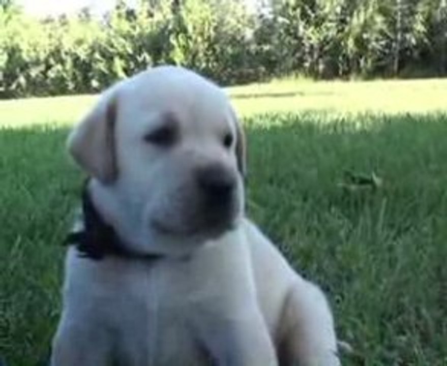 Chiot labradors à 5 semaines Portée Bess Pearl 09