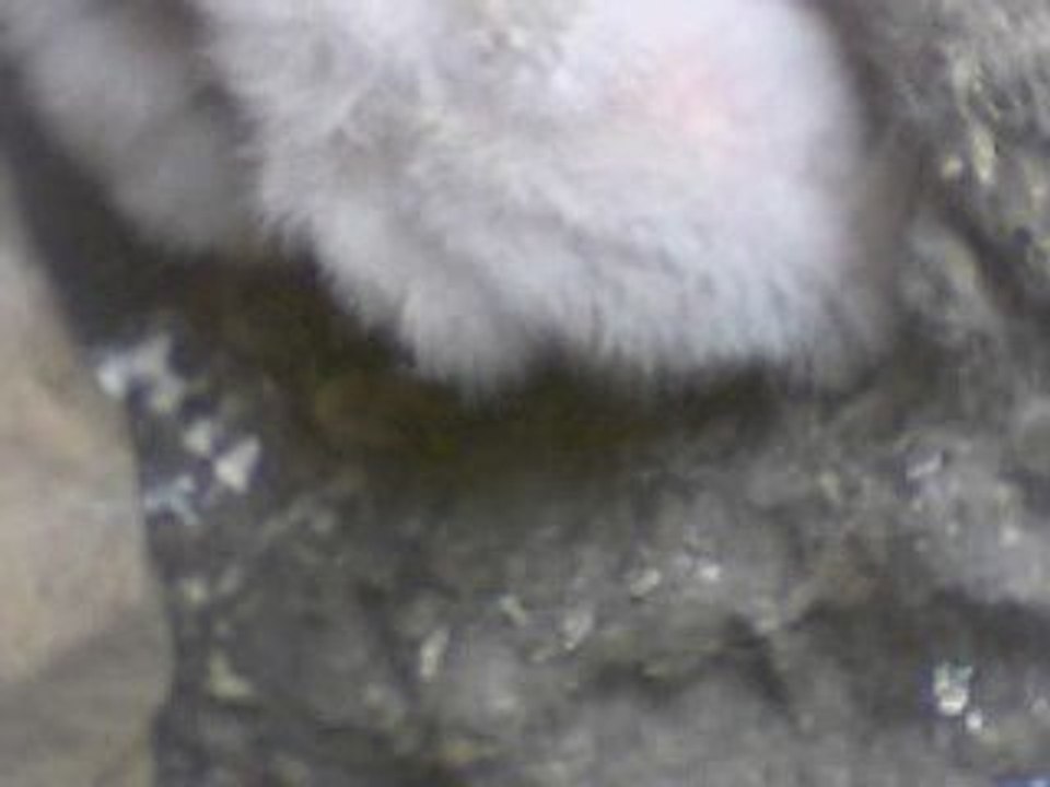 Bébés faucons crécerelles de 3 jours