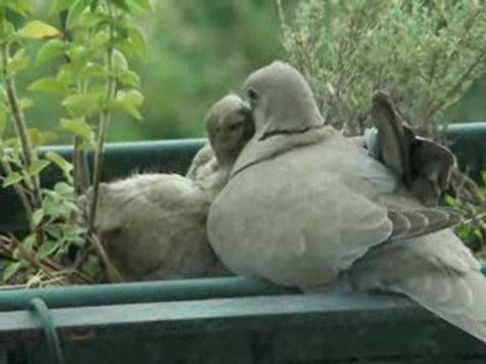 Bernadette , suite les petits poussent