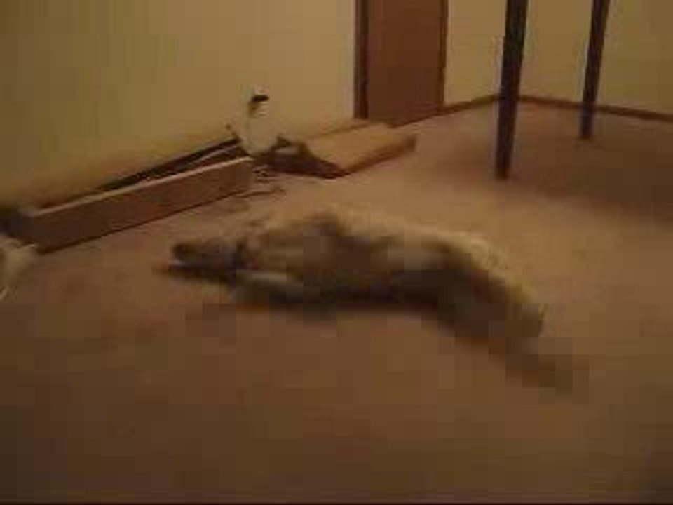 Chien "fou" qui dort