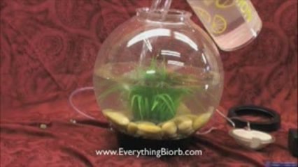 How to Set Up a Biorb Aquarium
