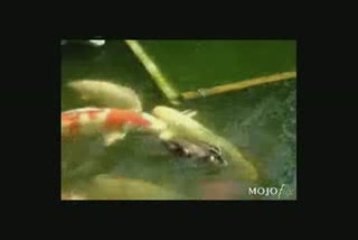 Küçük ördek ve balıklar