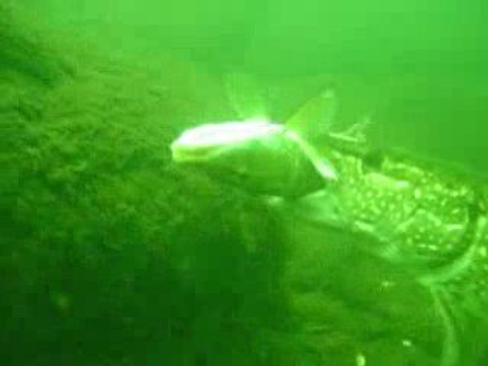 Büyük balık küçük balığı yer