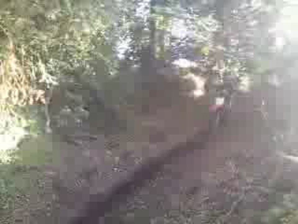 HM5