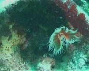 Kemer Sualtı günlerinde Arkeoloji kategorisi 3.cüsü