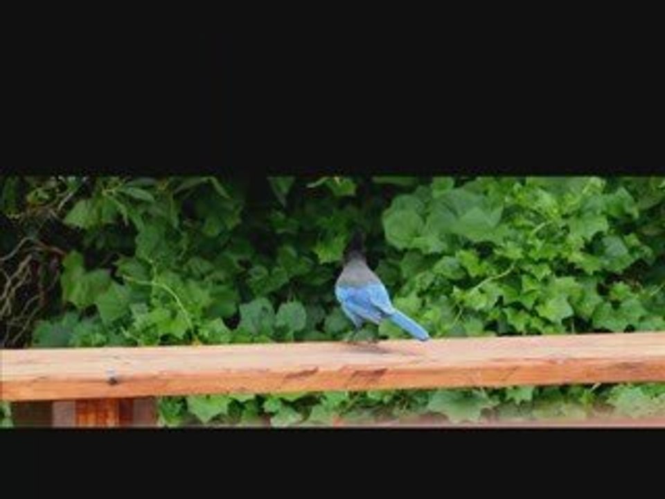 Learn Spanish: colors and basic vocabulary 8/11