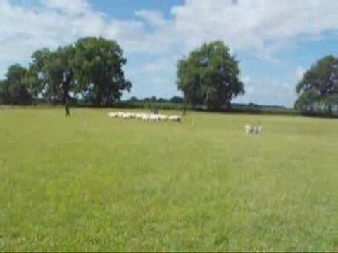 Coco concours IR du 7 juin 2009 -3