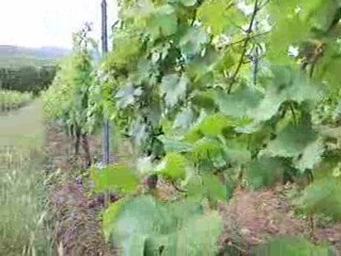 Hausherr Hubert et Heidi nos vignes bio : Sunngass