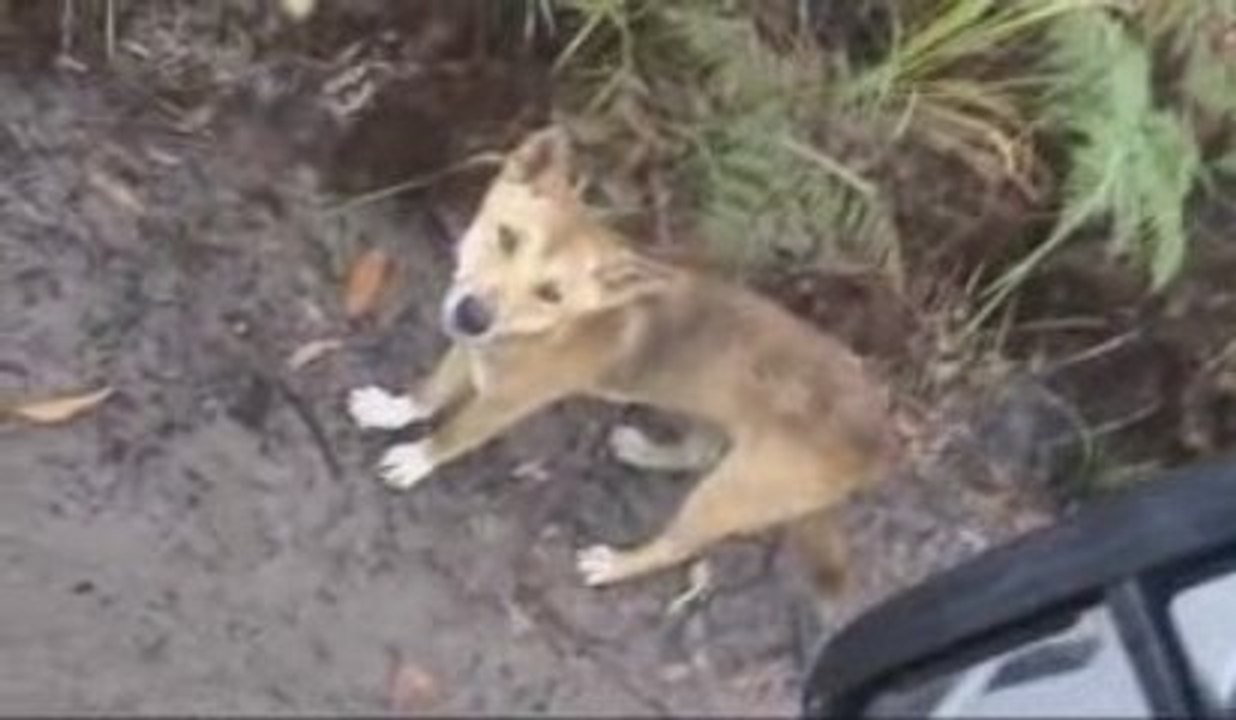 Dingo Fraser Island