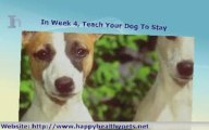 Pet Dog Training Mini-Course - 7 Week Course For Dog Owners