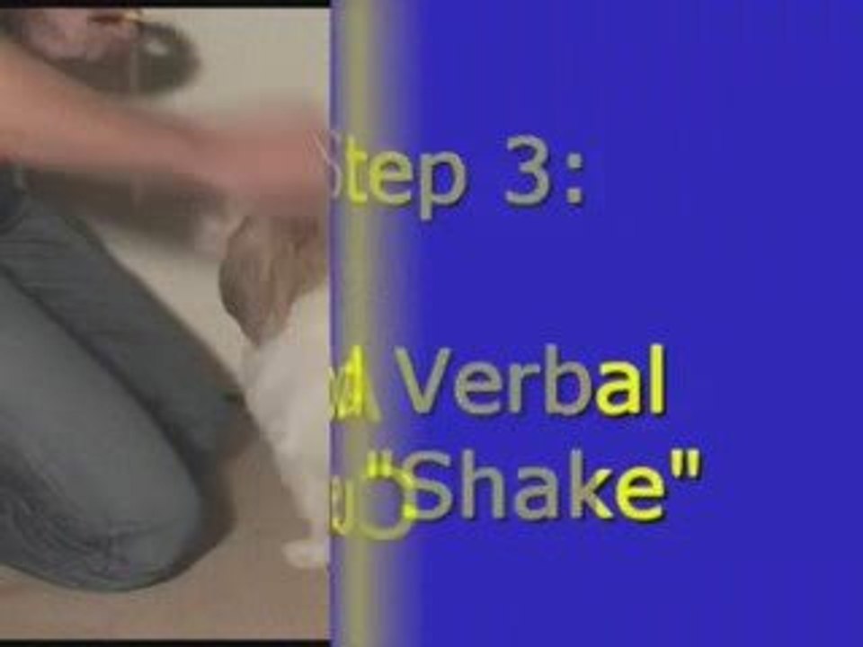 Shih-Tzu Learning Shake-a-Paw Dog Trick