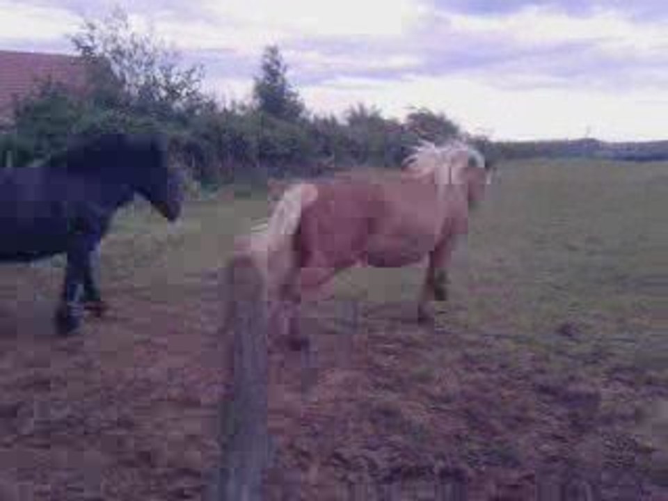 Les trois miss