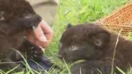 Baby zwarte panters Zoo Berlijn