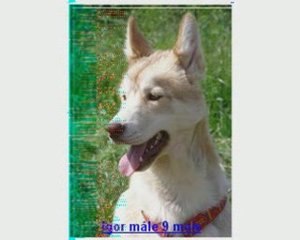 les chiens de l'association taiga