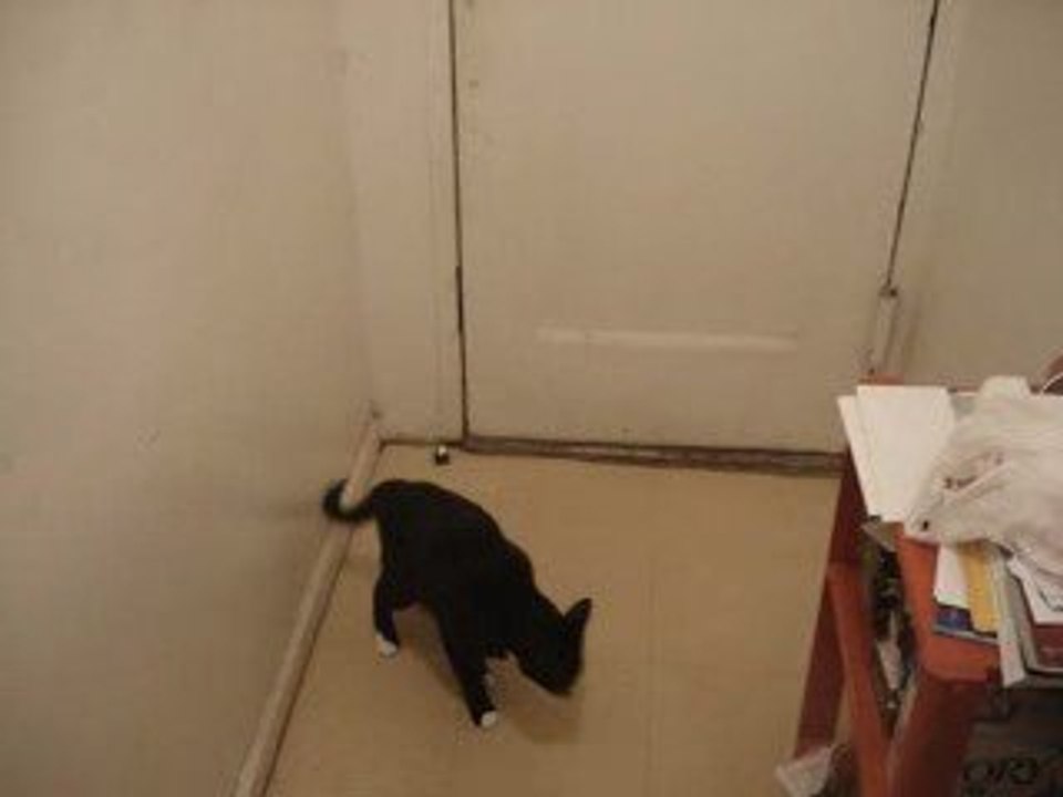 Mozart The Cat