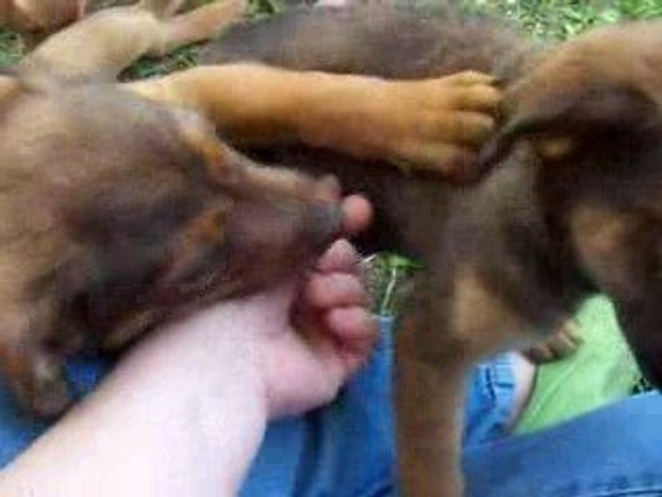 Les chiots