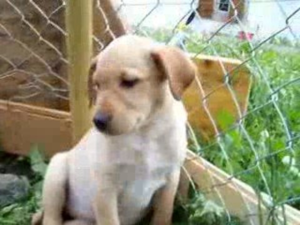 chiots2