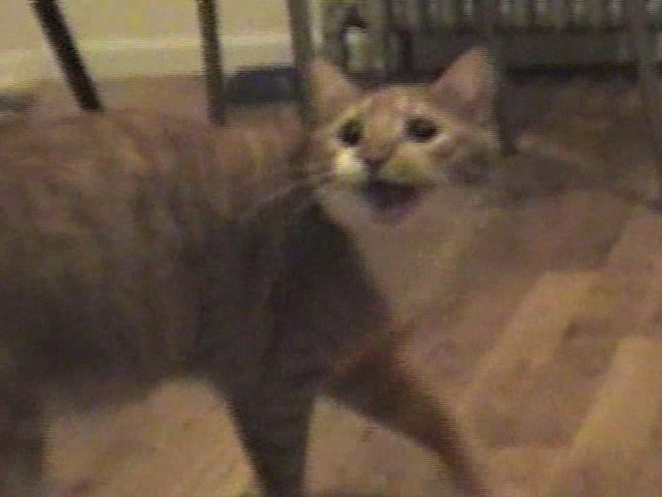 Excited Autotune Cat