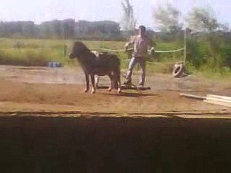 Calin et davie