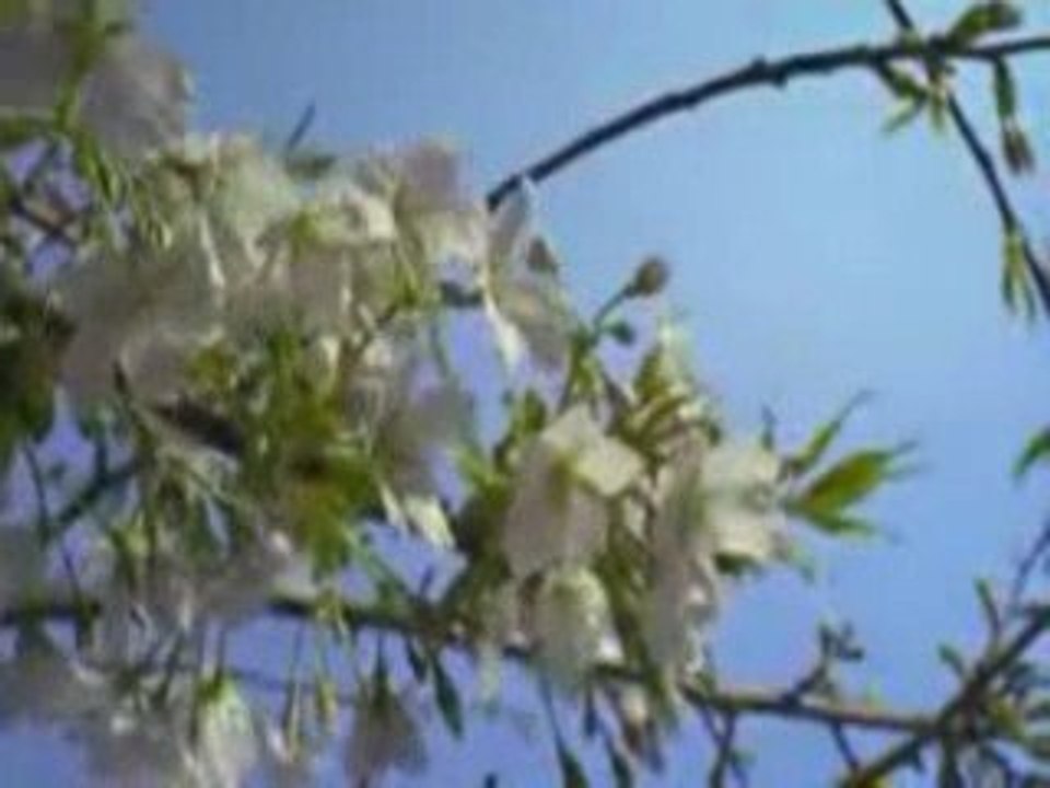 La planete Terre en video : faune et flore en musique