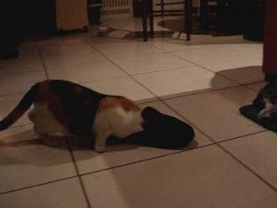 Le chat Kaal-hyn et le chausson.