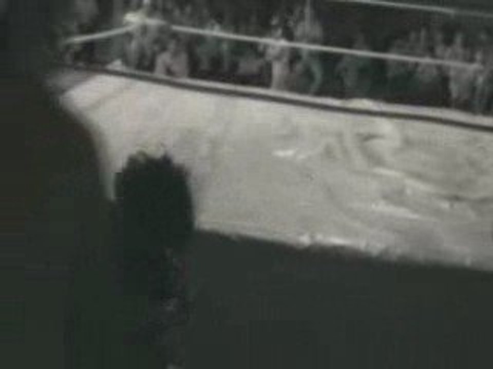 Doberman vs flamita 2