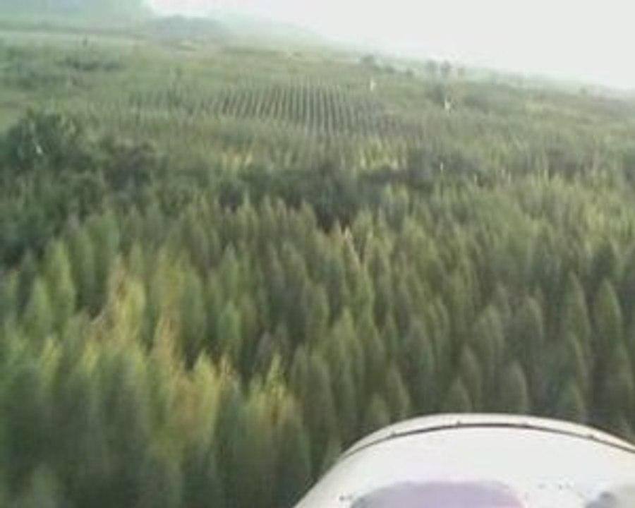 Sport aircraft flying low over young eucalyptuses