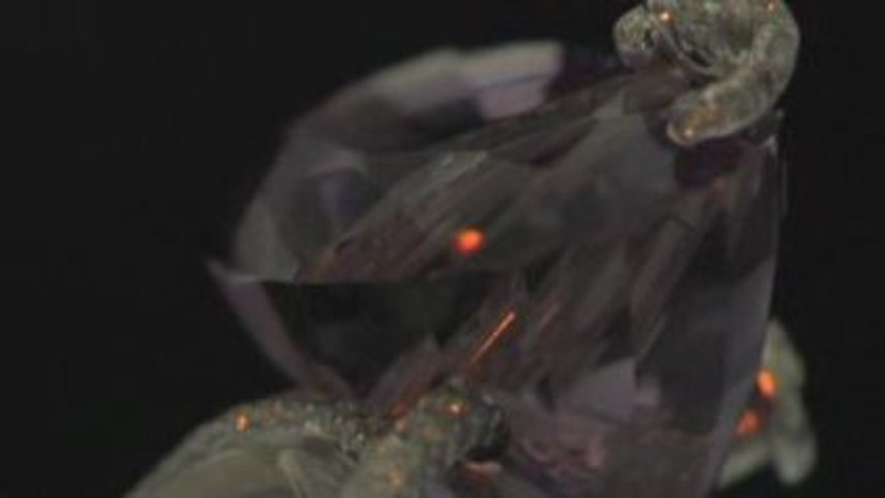 Lorenz Baümer bague noeud 2008 / Olivier Taïeb