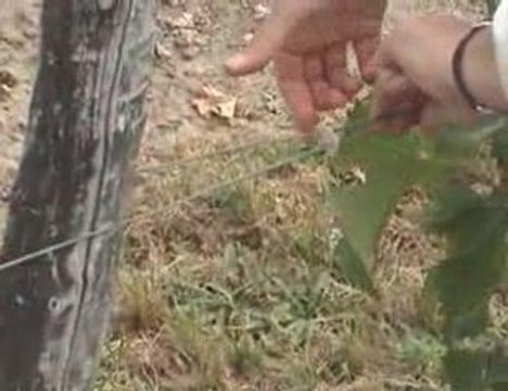 L'accolage au domaine Lamé Delisle Boucard