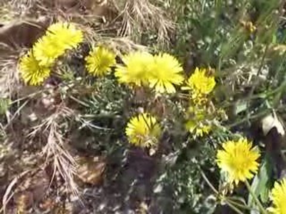 Lyon Montchat: Flore