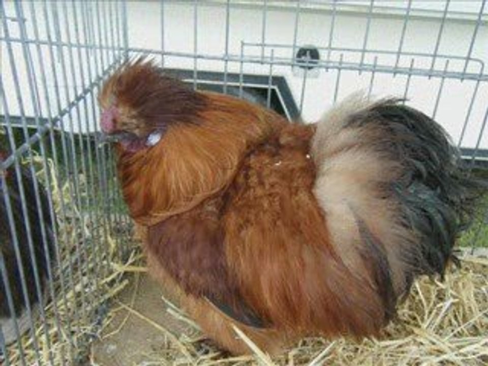 Section poules
