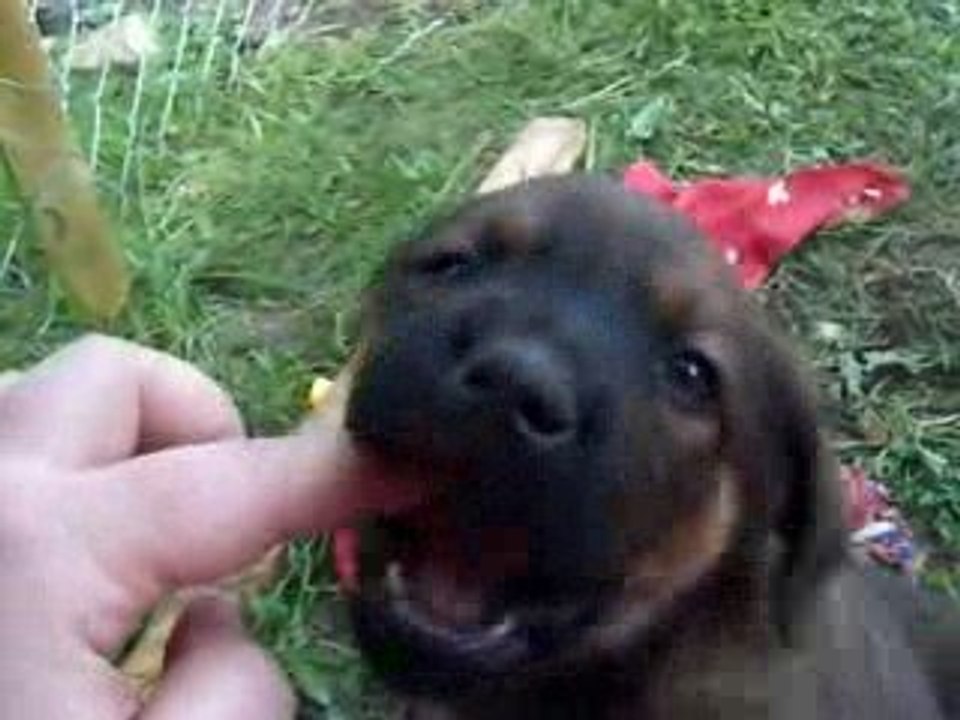 chiots3