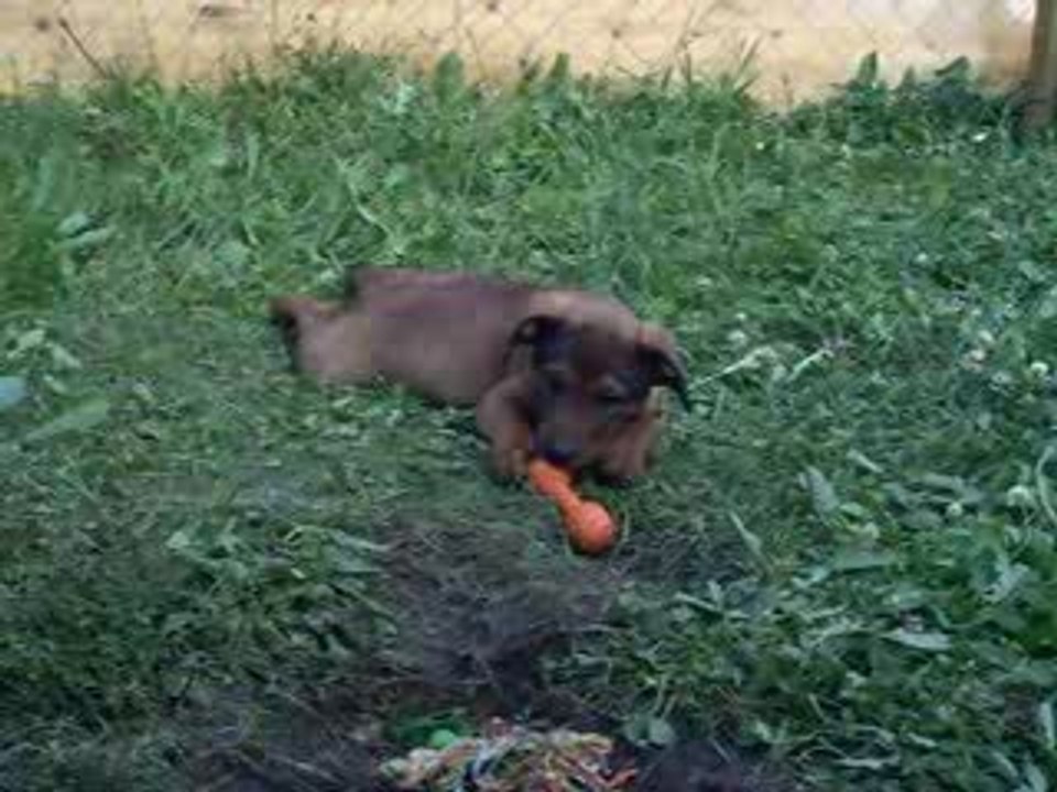 chiots4