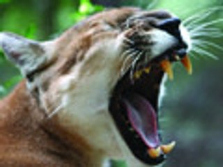 FUNNY CRAZY Big Cat Sounds!