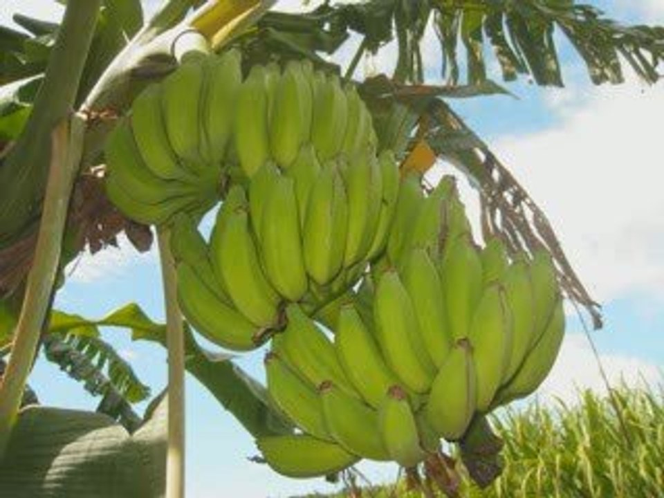 Annie à la Réunion !